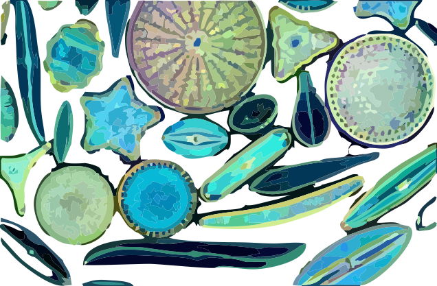 Variedades de Diatomeas